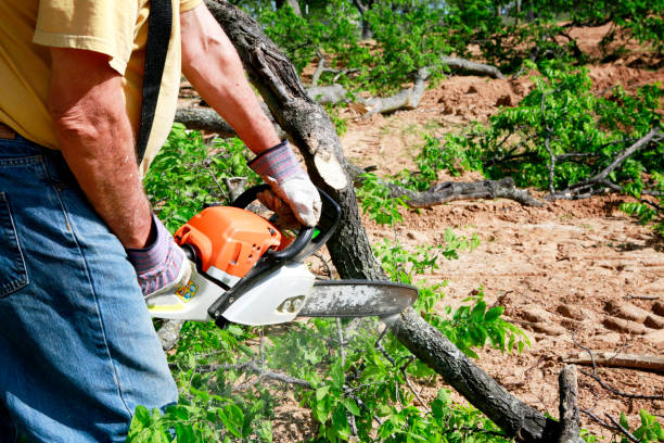 Best Tree Planting Services  in USA